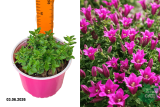 Горечавка гибридная Литтл Пинки (Gentiana hybrid Little Pinkie) С2