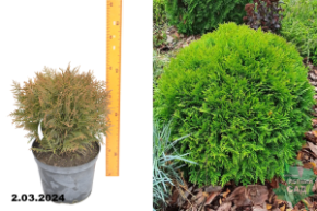 Туя западная Даника (Thuja occidentalis Danica) С5 Б