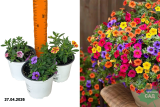 Калибрахоа Микс (Calibrachoa Mix) С10,5