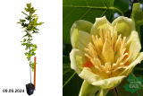 Лириодендрон (Тюльпановое дерево) (Liriodendron Tulipifera) С7,5