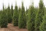 Ель обыкновенная Купрессина С5