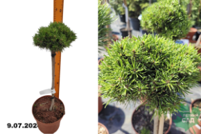 Сосна горная Джезек (Pinus mugo Jezek) (штамб 40 см) С4