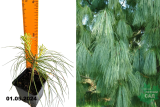 Сосна гималайская (Уоллича) (Pinus wallichiana) Р9