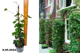 Плющ ирландский (Hedera hibernica) С1