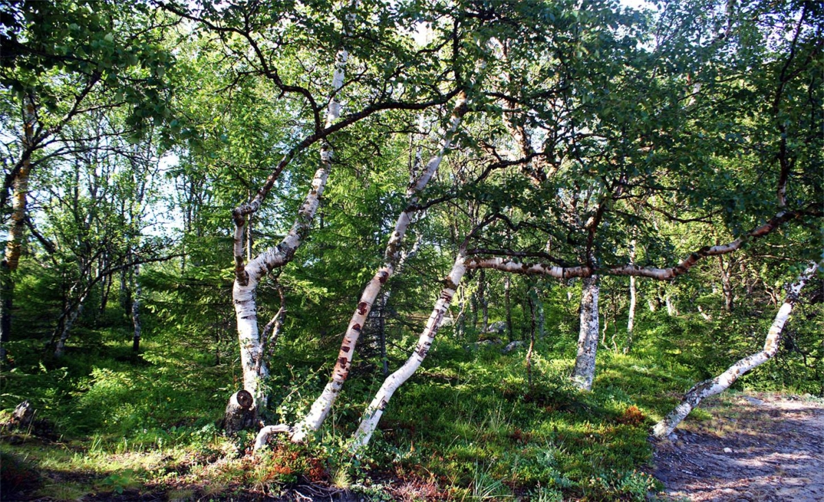 Береза повислая карельская (Betula pendula var. carelica) С40