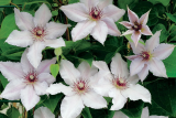 Клематис крупноцветковый Сноу Квин (Clematis florida Snow Queen) Р7