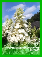 Гортензия метельчатая Киушу