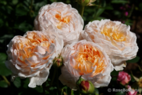 зе леди гард