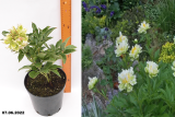 Пион молочноцветковый Грин Хало (Paeonia laktiflora Green Halo) С5
