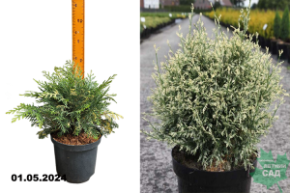 Кипарисовик Лавсона Перли Свирлс (Chamaecyparis lawsoniana Pearly Swirls) С2,5