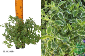 душица вариегата