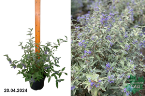 Кариоптерис кландоненский Стерлинг Сильвер