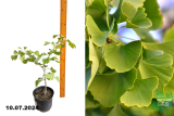 Гинкго двулопастный (Ginkgo Biloba) С3
