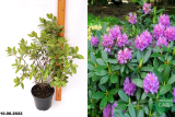 Рододендрон каролинский Регал (Rhododendron carolinianum Regal) С1,5