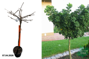 гингко билобо