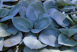 Хоста Блю Вижн (Hosta Blue Vision BR Standart) кп