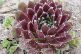 Молодило Силберкарнеол (Sempervivum Silberkarneol)