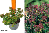 Леукотоэ пазушный Керли Ред (Leucothoe axillary Curly Red) Р17