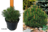 Сосна горная Пумилио (Pinus mugo Pumilio) С3 х