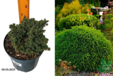 Ель обыкновенная Литтл Гем (Picea abies Little Gem) C2,5
