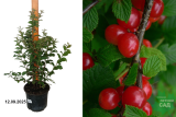 Вишня войлочная Царевна (Prunus tomentosa Carevna) С3 лс