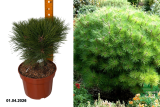 Сосна чёрная Мари Брегон (Pinus nigra Marie Bregeon) С5