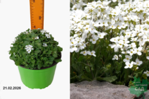 Арабис кавказский Литтл Треже Дип Вайт