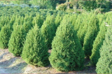 Ель канадская Коника (Picea glauca Conica)  С5