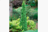 Туя западная Бробекс Тауэр (Thuja occidentalis Brobeck`s Tower) 1