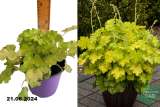 Гейхера Лемон Лав (Heuchera Lemon Love) С2