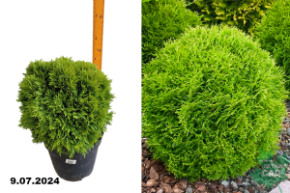 Туя западная Даника (Thuja occidentalis Danica) С10+