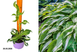 Хоста гибридная Бефо Крисмас (Hosta before Christmas) С1,5