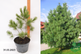 Сосна гималайская (Уоллича) (Pinus wallichiana) С7,5