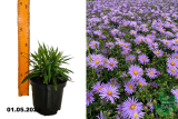 Астра кустарниковая Блю Лагун (Aster dumosus Blaue Lagune) С1,5