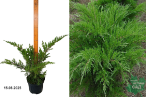 можжевельник минт джулеп