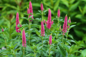 Veronica spicata Anniversary New Rose