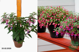 Фуксия микс (Fuchsia) С1