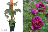 Пион древовидный фиолетовый (Paeonia suffr. purple) С2