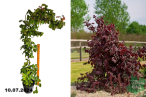 Лещина Ред Маджестик (Corylus avellana Red Majestic) С5