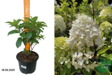 Гортензия метельчатая Геркулес (Hydrangea paniculata Hercules) С3