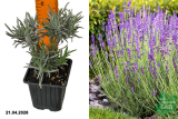Лаванда узколистная Гроссо (Lavandula angustifolia Grosso) Р9