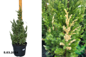 Можжевельник китайский Вариегата (Juniperus chinensis Variegata) С 7,5