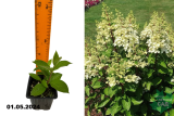Гортензия метельчатая Кэндлайт (Hydrangea paniculata Candlelight) Р9