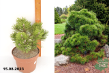 Сосна черная Хельга (Pinus nigra Helga) С5