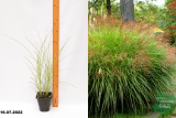 Мискантус китайский Грацилимус (Miscanthus sinensis gracillimus) С2