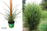 Мискантус китайский Зебринус (Miscanthus sinensis Zebrinus) С2 лс
