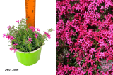 Флокс шиловидный Скарлет Флейм (Phlox Subulata Scarlet Flame) С2 лс