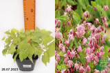 Горянка пышная Розеум (Epimedium youngianum Roseum) Р9