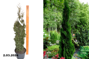 Туя западная Бробекс Тауэр (Thuja occidentalis Brobecks Tower) С5