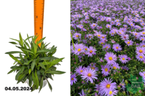 Астра кустарниковая Блю Лагун (Aster dumosus Blaue Lagune) С1,5